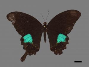 Papilio paris nakaharai[大琉璃紋鳳蝶][00090767]