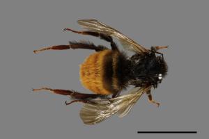 Bombus bicoloratus[雙色熊蜂][00074712]