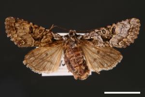 Nyctycia mesomelana formosana[00001668]