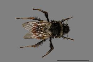 Bombus formosellus[信義熊蜂][00074684]