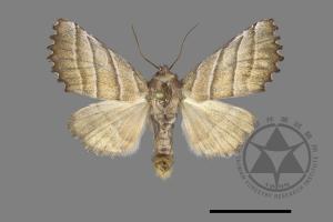 Pygopteryx fulva[00149257]