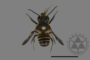 <已分類>Genus：Megachile[切葉蜂屬][00173227]