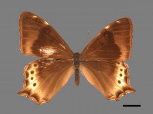 Zophoessa dura neoclides[白尾黑蔭蝶][00014088]