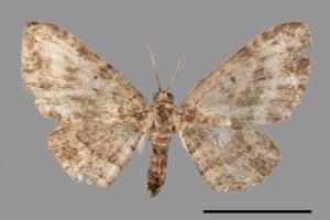 Pseudocollix hyperthra catalalia[鏽斑波尺蛾][00044765]