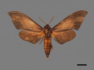 Marumba cristata bukaiana[直翅六點天蛾][00017400]
