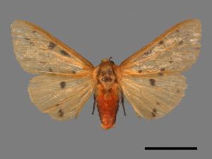 Spilarctia fumida[煙污燈蛾][00044551]