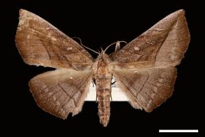 <已分類>Genus：Mecodina[00007470]