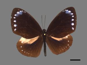 Euploea tulliolus koxinga[小紫斑蝶][00090888]