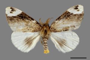 Pida decolorata maculosa[灰白毒蛾][00036319]