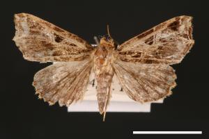 Callopistria phaeogona[暗角散紋夜蛾][00002483]