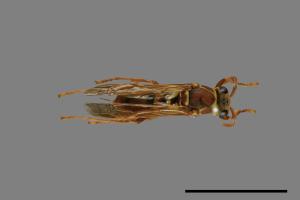 Polistes shirakii[shirakii][00072755]