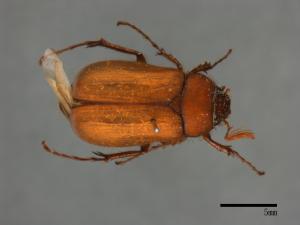 Hilyotrogus formosanus[台灣樺金龜][00080147]