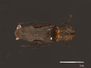 Cryptalaus larvatus[雙紋褐叩頭蟲][00026686]