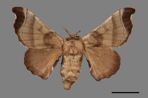 Bombyx mandarina formosana[野蠶蛾][00059629]