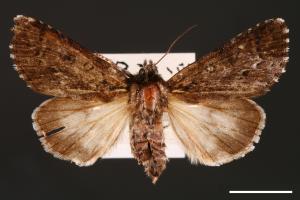 Acronicta digna[00000450]