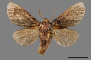 Neodrymonia seriatopunctata[黃肩舟蛾][00058332]