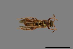 Polistes shirakii[shirakii][00072780]