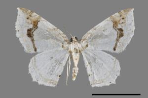 Asthena undulata[煙斗紋波尺蛾][00093280]