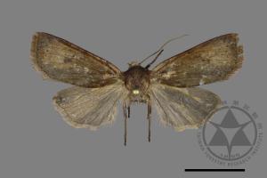 Conistra anonyma[00163176]