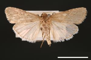 Spodoptera exigua[甜菜夜蛾][00002749]