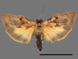 Teulisna tumida[膨圖苔蛾][00024621]