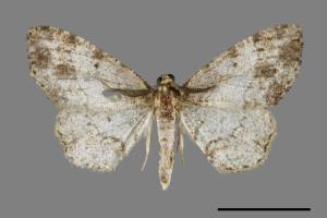 Deileptenia rimosaria[黑斑微黃尺蛾][00069883]