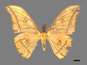 Antheraea yamamai superba[大透目天蠶蛾][00016043]