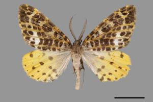Arichanna ochrivena[台灣星尺蛾][00059579]