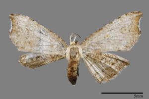 Chundana emarginata[凹緣雙尾蛾][00012734]