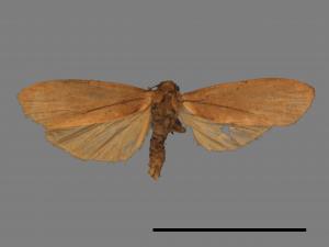 Tigrioides immaculatus[黃苔蛾][00038203]