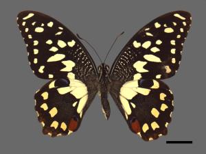 Papilio demoleus[無尾鳳蝶][00013749]