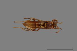 Polistes shirakii[shirakii][00072697]