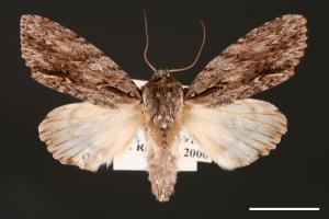 Acronicta denticulata pernivea[00000389]