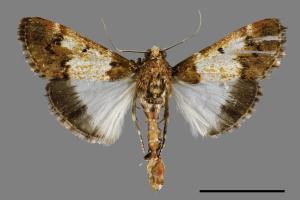 Teliphasa albifusa[00032627]