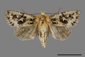 Xenotrachea albidisca pseudidisca[白腎陌夜蛾][00070270]