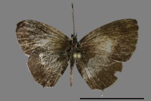 Megisba malaya sikkima[臺灣黑星小灰蝶][00093831]