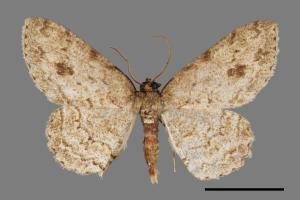 Ectropis bhurmitra[淡猗尺蛾][00038725]