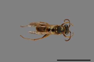 Polistes shirakii[shirakii][00072783]