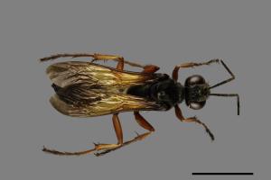 <已分類>Family：Sphecidae[細腰蜂科][00072558]