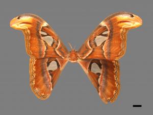 Attacus atlas formosanus[皇蛾][00016280]