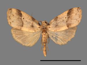 Eugoa bipunctata[雙點良苔蛾][00034794]