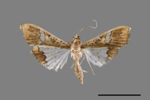 Maruca vitrata[00025165]