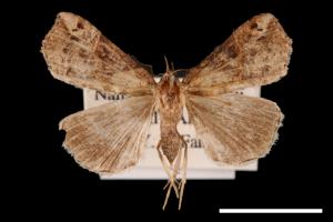 Hypena indicatalis[00009772]