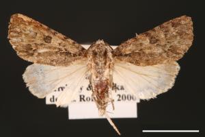 Acronicta pulverosa taitungensis[00000471]