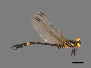 Lamelligomphus formosanus[鉤尾春蜓][00103075]