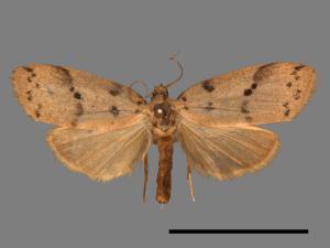 Eugoa grisea[雙點良苔蛾][00029319]
