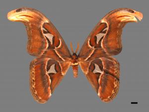 Attacus atlas formosanus[皇蛾][00016296]