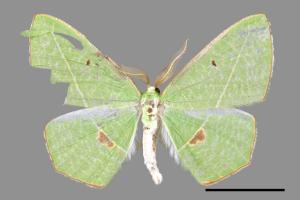 Tanaoctenia haliaria[綠翅茶斑尺蛾][00070927]