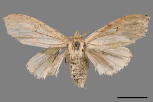 Calliteara angulata[點茸毒蛾][00047923]