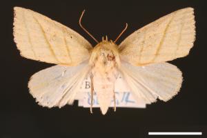 Hylophilodes esakii[00004462]